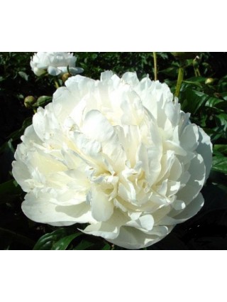 Bijūnai (Lot Paeonia) 'Elsa Sass' 3-5 IŠ GRUNTO-BIJŪNAI-DAUGIAMETĖS GĖLĖS