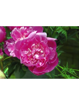 Bijūnai (LD) (Lot Paeonia (LD)) 'Edulis Superba' 3-5 IŠ GRUNTO-BIJŪNAI-DAUGIAMETĖS GĖLĖS