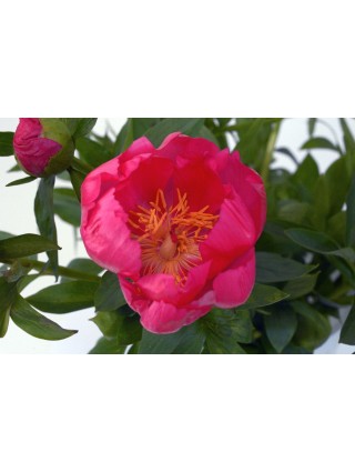 Bijūnai (LE) (Lot Paeonia (LE)) 'Flame' 3-5 IŠ GRUNTO-BIJŪNAI-DAUGIAMETĖS GĖLĖS