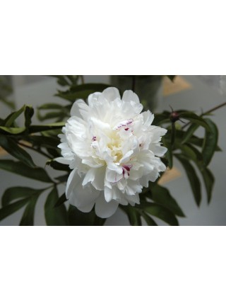 Bijūnai (LD) (Lot Paeonia (LD)) 'Festiva Maxima' 2-3 IŠ GRUNTO-BIJŪNAI-DAUGIAMETĖS GĖLĖS