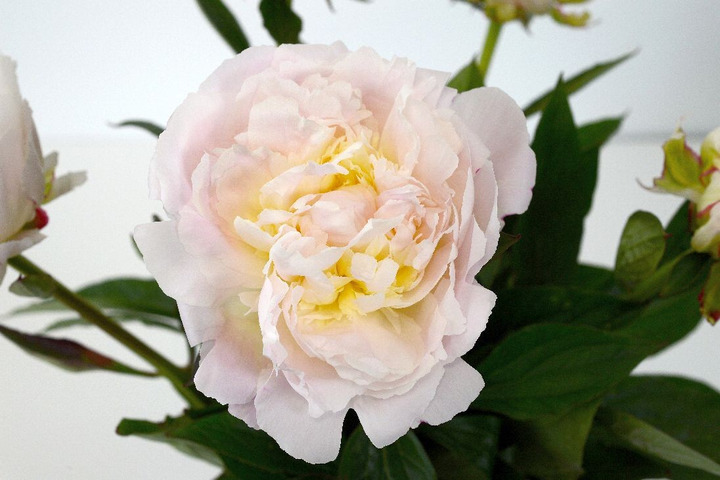 Bijūnai (Lot Paeonia) 'Florence Nicholls' 2-3 IŠ GRUNTO-BIJŪNAI-DAUGIAMETĖS GĖLĖS