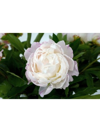 Bijūnai (LD) (Lot Paeonia (LD)) 'Gardenia' 2-3 IŠ GRUNTO-BIJŪNAI-DAUGIAMETĖS GĖLĖS