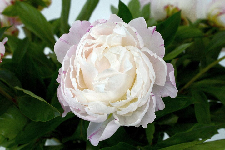 Bijūnai (LD) (Lot Paeonia (LD)) 'Gardenia' 2-3 IŠ GRUNTO-BIJŪNAI-DAUGIAMETĖS GĖLĖS
