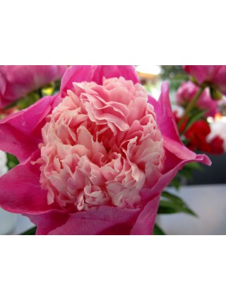 Bijūnai (Lot Paeonia) 'Gay Paree' 3-5 IŠ GRUNTO-BIJŪNAI-DAUGIAMETĖS GĖLĖS