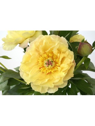 Bijūnai (Lot Paeonia) 'Garden Treasure' 3-5 IŠ GRUNTO-BIJŪNAI-DAUGIAMETĖS GĖLĖS