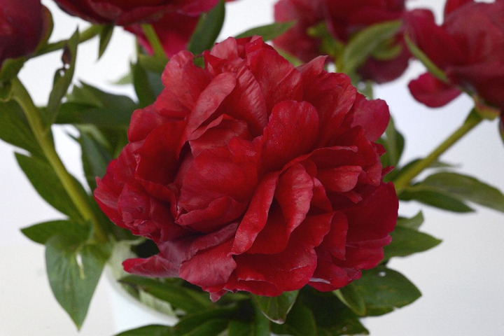 Bijūnai (LD) (Lot Paeonia (LD)) 'Henry Bockstoce' 2-3 IŠ GRUNTO-BIJŪNAI-DAUGIAMETĖS GĖLĖS