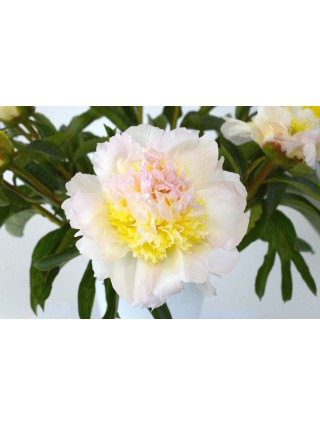 Bijūnai (LD) (Lot Paeonia (LD)) 'Honey Gold' 3-5 IŠ GRUNTO-BIJŪNAI-DAUGIAMETĖS GĖLĖS