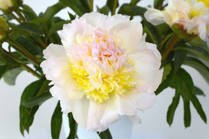 Bijūnai (LD) (Lot Paeonia (LD)) 'Honey Gold' 3-5 IŠ GRUNTO-BIJŪNAI-DAUGIAMETĖS GĖLĖS