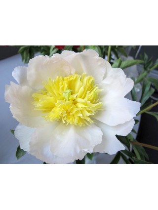 Bijūnai (LD) (Lot Paeonia (LD)) 'Honey Gold' 2-3 IŠ GRUNTO-BIJŪNAI-DAUGIAMETĖS GĖLĖS