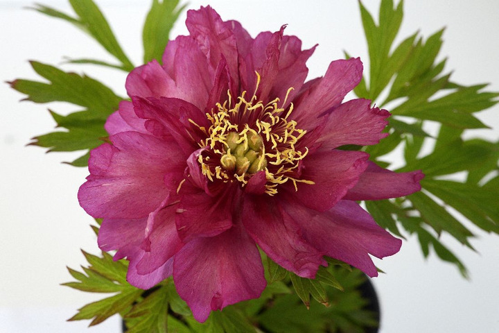 Bijūnai (Lot Paeonia) 'Hillary' 3-5 IŠ GRUNTO-BIJŪNAI-DAUGIAMETĖS GĖLĖS