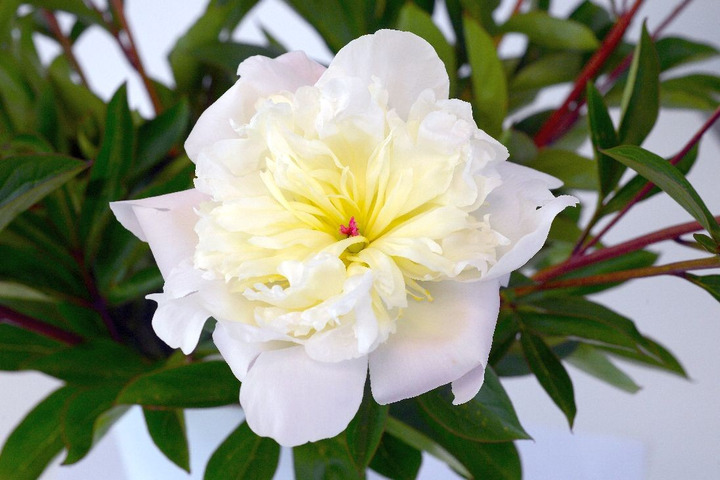 Bijūnai (LD) (Lot Paeonia (LD)) 'Immaculee' 3-5 IŠ GRUNTO-BIJŪNAI-DAUGIAMETĖS GĖLĖS