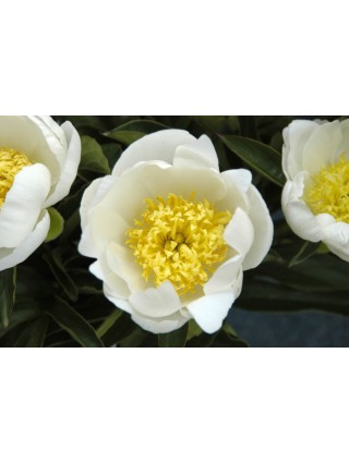 Bijūnai (LE) (Lot Paeonia (LE)) 'Jan van Leeuwen' 2-3 IŠ GRUNTO-BIJŪNAI-DAUGIAMETĖS GĖLĖS