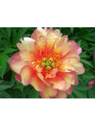 Bijūnai (Lot Paeonia) 'Julia Rose' 2-3 IŠ GRUNTO-BIJŪNAI-DAUGIAMETĖS GĖLĖS