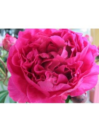 Bijūnai (LD) (Lot Paeonia (LD)) 'Kansas' 2-3 IŠ GRUNTO-BIJŪNAI-DAUGIAMETĖS GĖLĖS