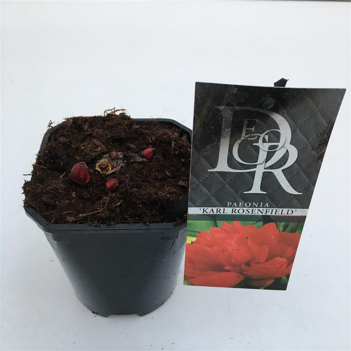 Bijūnai (LD) (Lot Paeonia (LD)) 'Karl Rosenfield' C1/P13-BIJŪNAI-DAUGIAMETĖS GĖLĖS