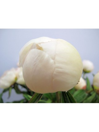 Bijūnai (L) (Lot Paeonia (L)) 'Krinkled White' 2-3 IŠ GRUNTO-BIJŪNAI-DAUGIAMETĖS GĖLĖS