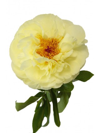 Bijūnai (Lot Paeonia) 'Lemon Chiffon' 2-3 IŠ GRUNTO-BIJŪNAI-DAUGIAMETĖS GĖLĖS