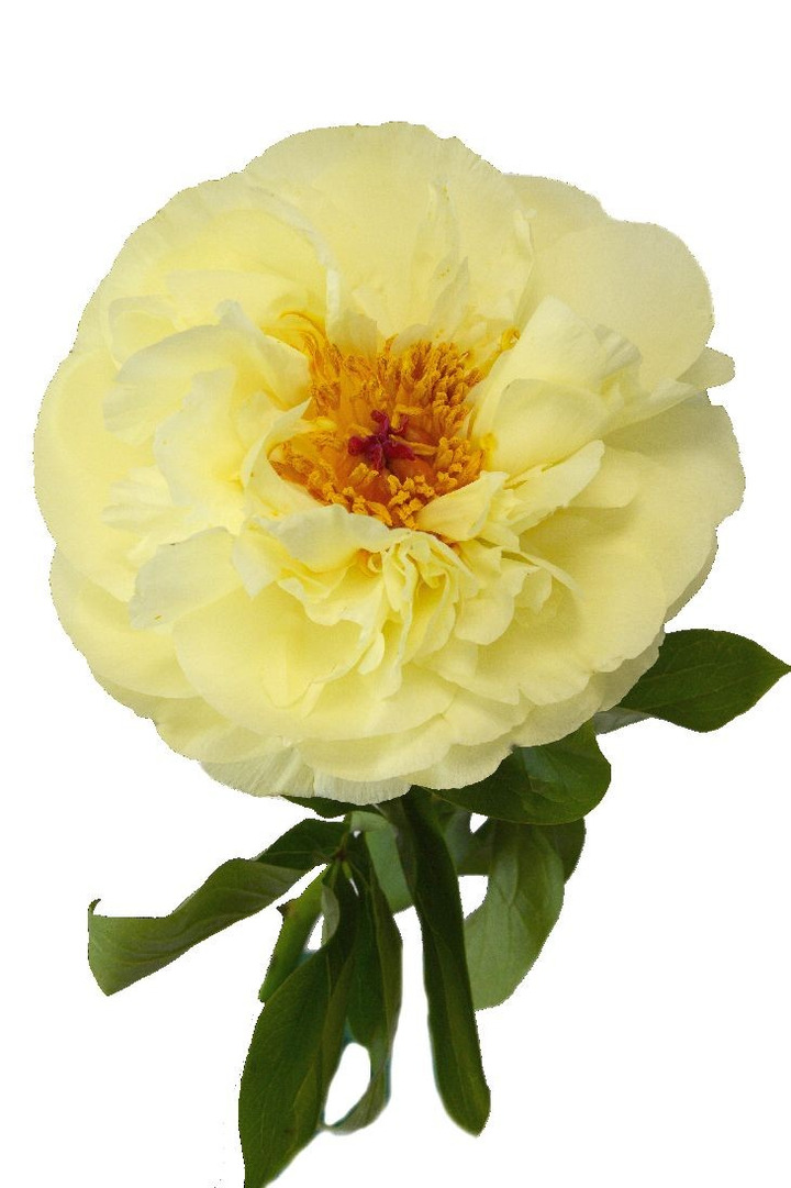 Bijūnai (Lot Paeonia) 'Lemon Chiffon' 3-5 IŠ GRUNTO-BIJŪNAI-DAUGIAMETĖS GĖLĖS