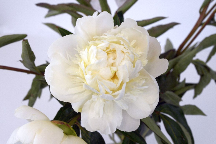 Bijūnai (LD) (Lot Paeonia (LD)) 'Laura Dessert' 2-3 IŠ GRUNTO-BIJŪNAI-DAUGIAMETĖS GĖLĖS