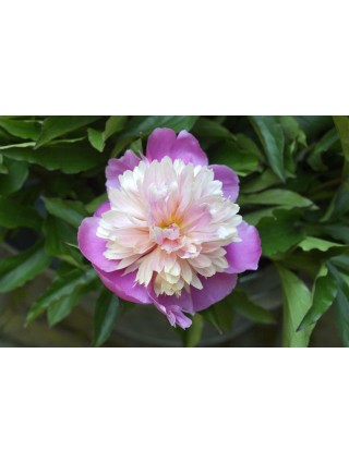 Bijūnai (Lot Paeonia) 'Lady Liberty' 3-5 IŠ GRUNTO-BIJŪNAI-DAUGIAMETĖS GĖLĖS