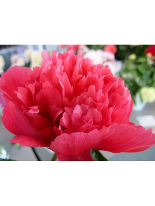 Bijūnai (Lot Paeonia) 'Lorelei' 3-5 IŠ GRUNTO-BIJŪNAI-DAUGIAMETĖS GĖLĖS