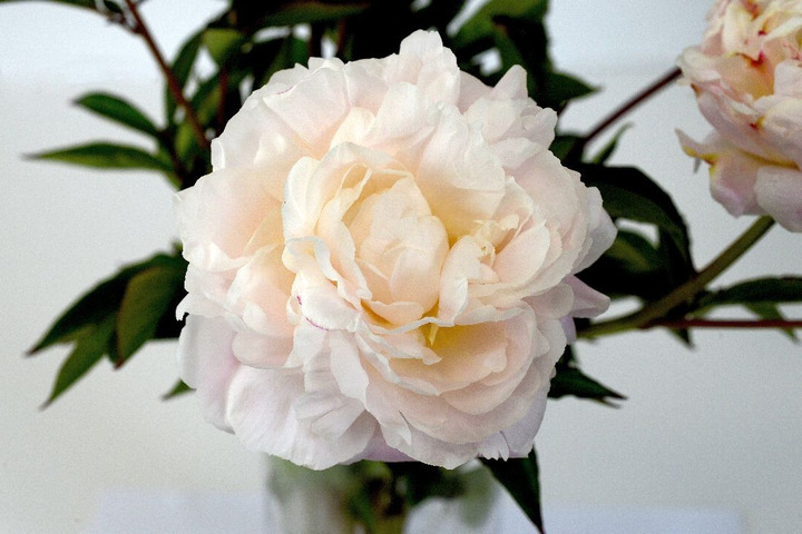 Bijūnai (LD) (Lot Paeonia (LD)) 'Mother's Choice' 3-5 IŠ GRUNTO-BIJŪNAI-DAUGIAMETĖS GĖLĖS