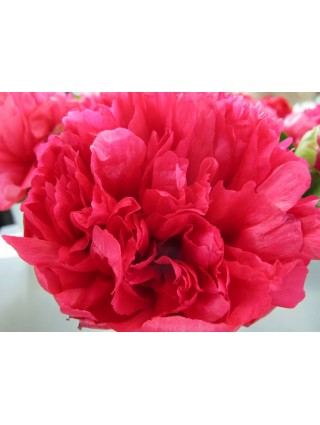 Bijūnai (Lot Paeonia) 'Marie Jo Legare' 3-5 IŠ GRUNTO-BIJŪNAI-DAUGIAMETĖS GĖLĖS