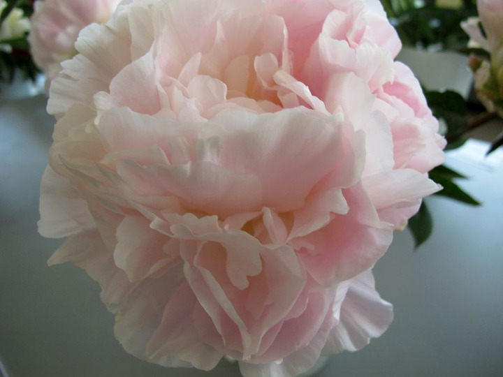 Bijūnai (Lot Paeonia) 'Moonstone' 2-3 IŠ GRUNTO-BIJŪNAI-DAUGIAMETĖS GĖLĖS
