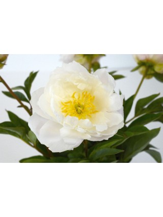 Bijūnai (Lot Paeonia) 'Moonstone' 3-5 IŠ GRUNTO-BIJŪNAI-DAUGIAMETĖS GĖLĖS