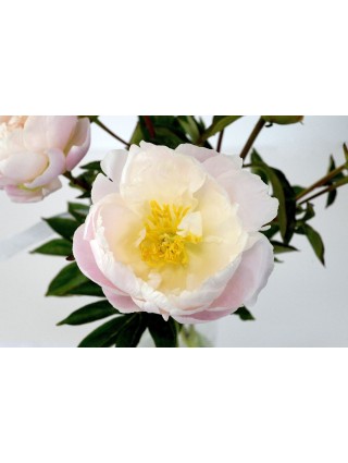 Bijūnai (LD) (Lot Paeonia (LD)) 'Margaret Truman' 3-5 IŠ GRUNTO-BIJŪNAI-DAUGIAMETĖS GĖLĖS