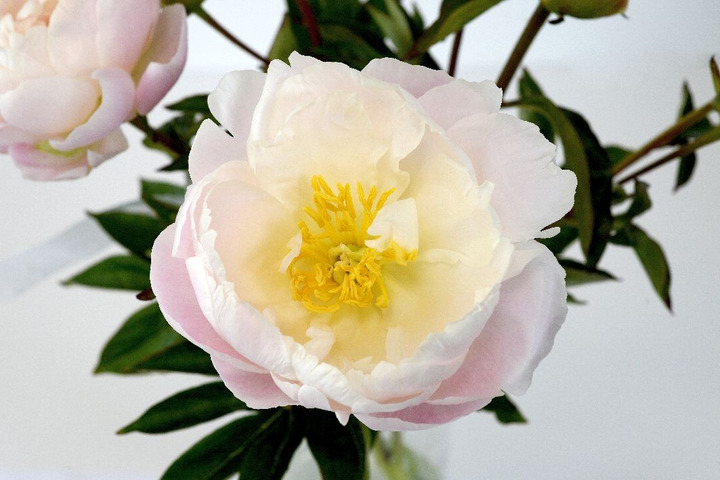 Bijūnai (LD) (Lot Paeonia (LD)) 'Margaret Truman' 2-3 IŠ GRUNTO-BIJŪNAI-DAUGIAMETĖS GĖLĖS