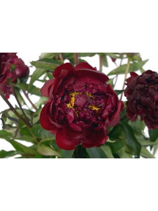 Bijūnai (LD) (Lot Paeonia (LD)) 'Peter Brand' 3-5 IŠ GRUNTO-BIJŪNAI-DAUGIAMETĖS GĖLĖS