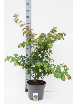 Parotija geležinė (Lot Parrotia persica) C10 80-100 CM-PAROTIJOS-MEDŽIAI