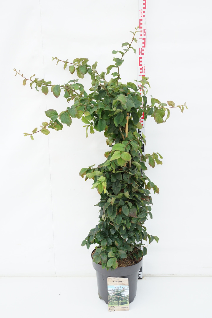 Parotija geležinė (Lot Parrotia persica) C12 80-100 CM-PAROTIJOS-MEDŽIAI