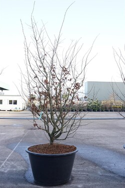 Parotija geležinė (Lot Parrotia persica)  C500 225-250 CM SOL - nuotrauka 2
