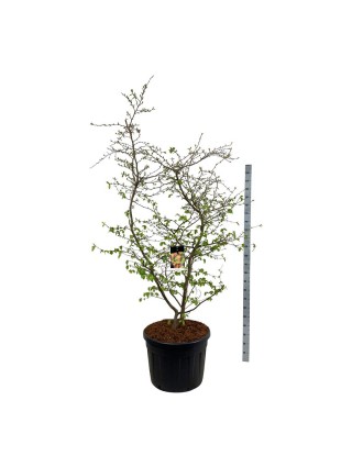Parotija geležinė (Lot Parrotia persica) C130 200-225CM-PAROTIJOS-MEDŽIAI