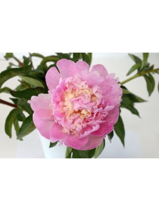 Bijūnai (Lot Paeonia) 'Petticoat Flounce' 3-5 IŠ GRUNTO-BIJŪNAI-DAUGIAMETĖS GĖLĖS