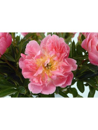 Bijūnai (LD) (Lot Paeonia (LD)) 'Pink Hawai Coral' 3-5 IŠ GRUNTO-BIJŪNAI-DAUGIAMETĖS GĖLĖS