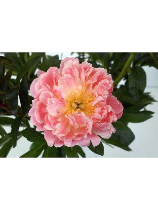 Bijūnai (LD) (Lot Paeonia (LD)) 'Pink Hawai Coral' 2-3 IŠ GRUNTO-BIJŪNAI-DAUGIAMETĖS GĖLĖS