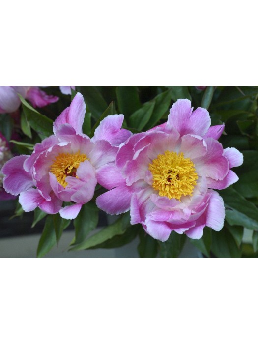 Bijūnai (Lot Paeonia) 'Pink Luau' 2-3 IŠ GRUNTO-BIJŪNAI-DAUGIAMETĖS GĖLĖS