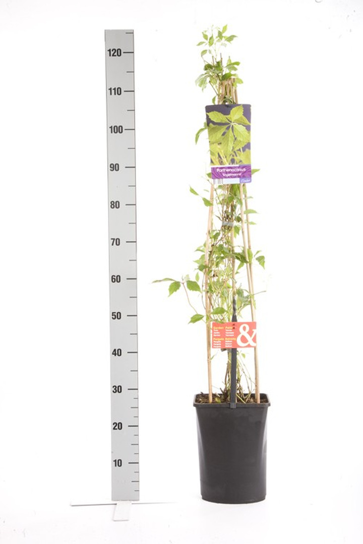 Vynvytis penkialapis (Lot Parthenocissus q. engelmannii) C5 120 CM 4 ST (SK)-VYNVYTIS-VIJOKLINIAI