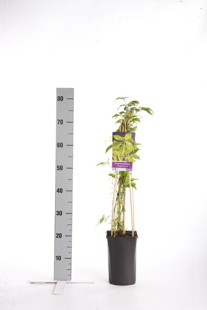 Vynvytis penkialapis (Lot Parthenocissus q. engelmannii) C2,5 70 CM 4 ST(SP)-VYNVYTIS-VIJOKLINIAI