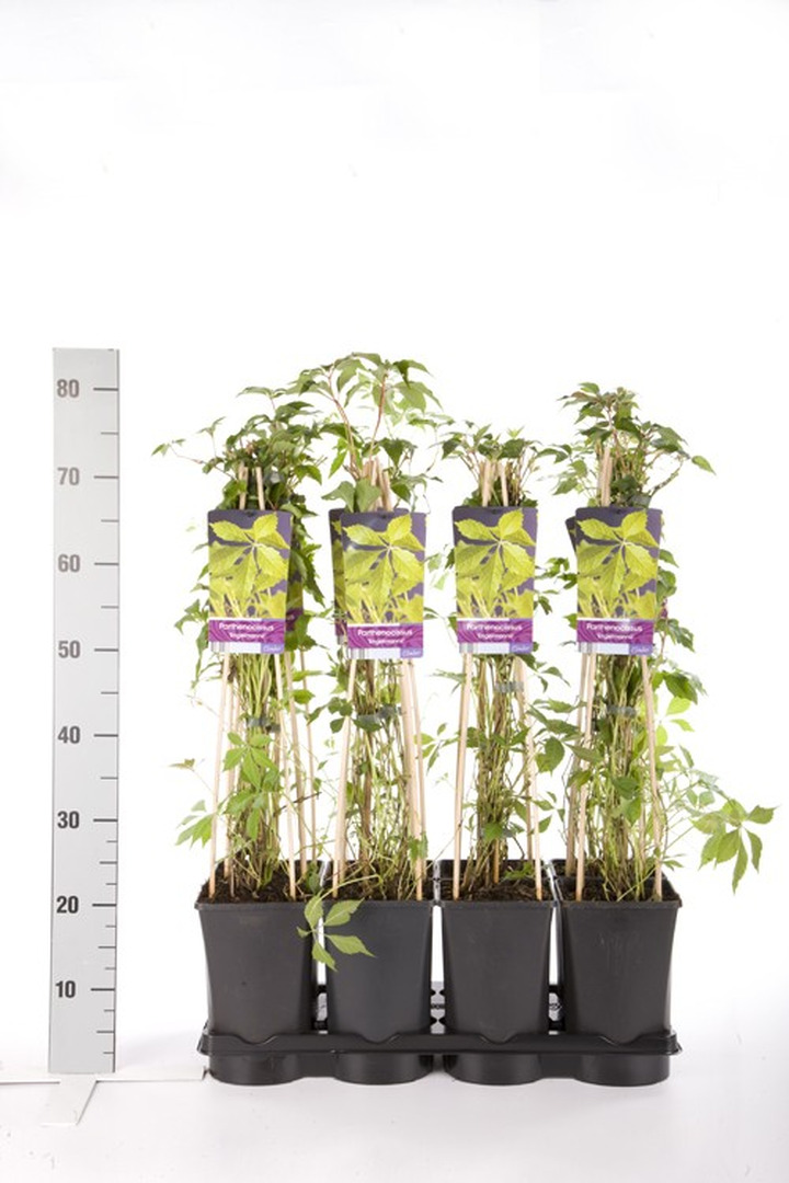 Vynvytis penkialapis (Lot Parthenocissus q. engelmannii) C2,5 70 CM 4 ST(SP)-VYNVYTIS-VIJOKLINIAI