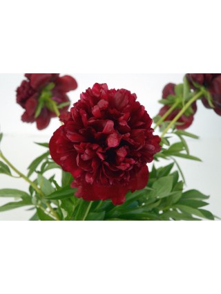 Bijūnai (LD) (Lot Paeonia (LD)) 'Red Charm' 2-3 IŠ GRUNTO-BIJŪNAI-DAUGIAMETĖS GĖLĖS