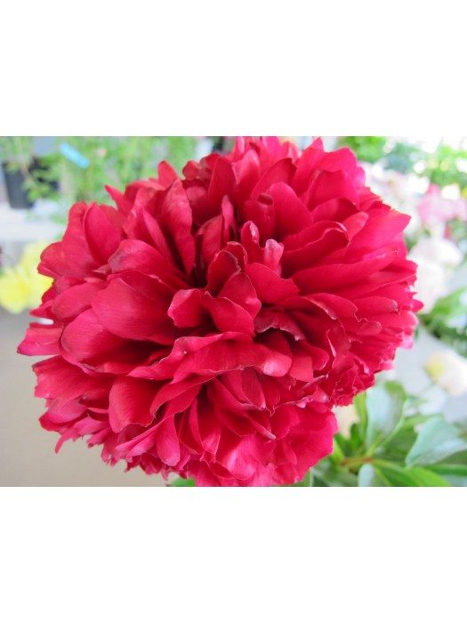Bijūnai (Lot Paeonia) 'Red Grace' 3-5 IŠ GRUNTO-BIJŪNAI-DAUGIAMETĖS GĖLĖS