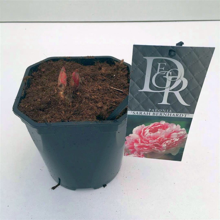 Bijūnai (LD) (Lot Paeonia (LD)) 'Sarah Bernhardt' C2/P17-BIJŪNAI-DAUGIAMETĖS GĖLĖS