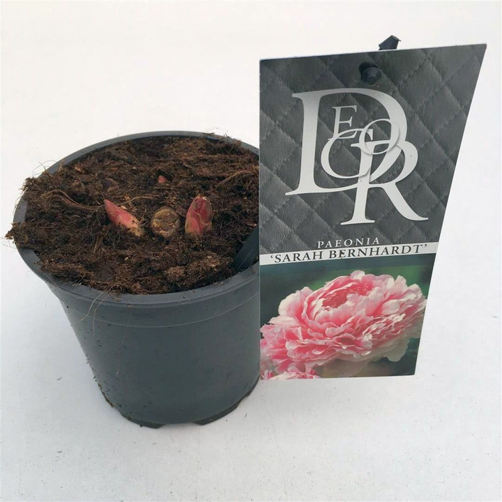 Bijūnai (LD) (Lot Paeonia (LD)) 'Sarah Bernhardt' P12-BIJŪNAI-DAUGIAMETĖS GĖLĖS