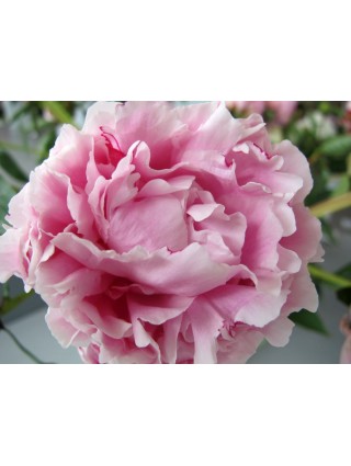 Bijūnai (LD) (Lot Paeonia (LD)) 'Sarah Bernhardt' 2-3 IŠ GRUNTO-BIJŪNAI-DAUGIAMETĖS GĖLĖS