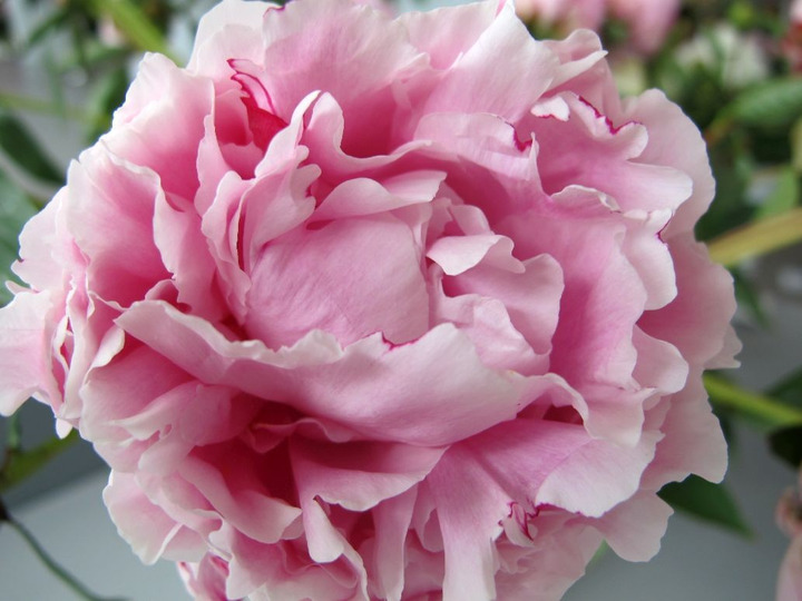 Bijūnai (LD) (Lot Paeonia (LD)) 'Sarah Bernhardt' 2-3 IŠ GRUNTO-BIJŪNAI-DAUGIAMETĖS GĖLĖS