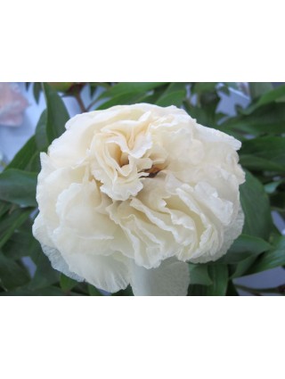 Bijūnai (Lot Paeonia) 'Sunny Girl' 3-5 IŠ GRUNTO-BIJŪNAI-DAUGIAMETĖS GĖLĖS